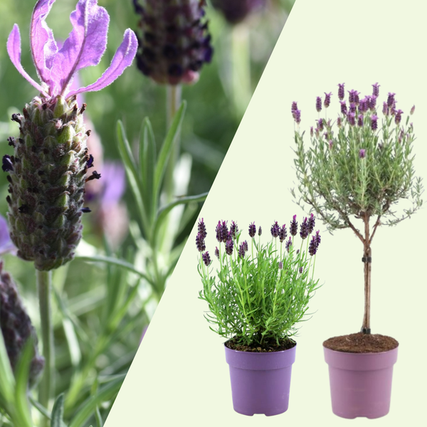Lavendel Zomer Set - 2 lavendel op stam en 3x Lavandula stoechas ‘Anouk’