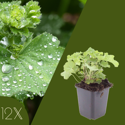 12 Vrouwenmantel Planten | Alchemilla mollis | Tuinplanten | Planten