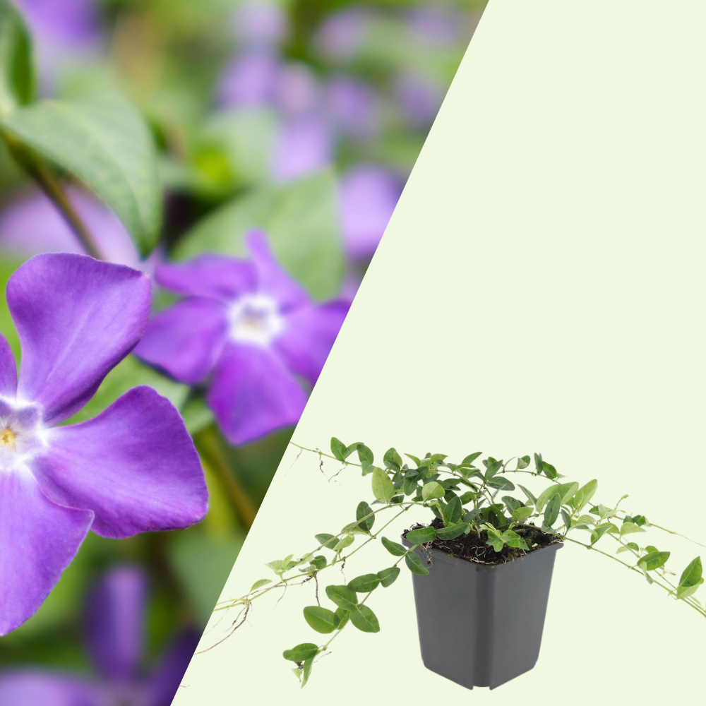 3 Paarse Maagdenpalm Planten ‘Vinca minor Atropurpurea’ Ø9 cm ↕15 cm