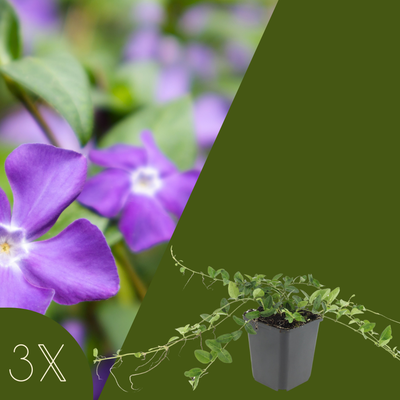 3 Paarse Maagdenpalm planten | Vinca minor 'Atropurpurea' | Tuinplanten | Planten
