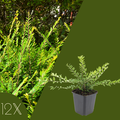 12 Struikkamperfoelie planten | Lonicera nitida 'Maigrün' | Tuinplanten | Planten