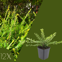 12 Struikkamperfoelie planten | Lonicera nitida 'Maigrün' | Tuinplanten | Planten