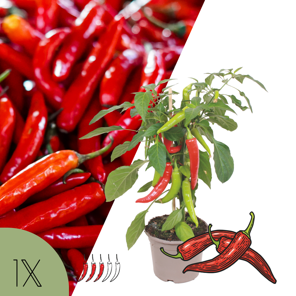 1 Hot Chili peper plant Ø14 cm ↕40 cm