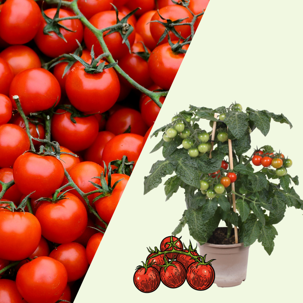 1 Cherrytomaat plant Ø14 cm ↕40 cm