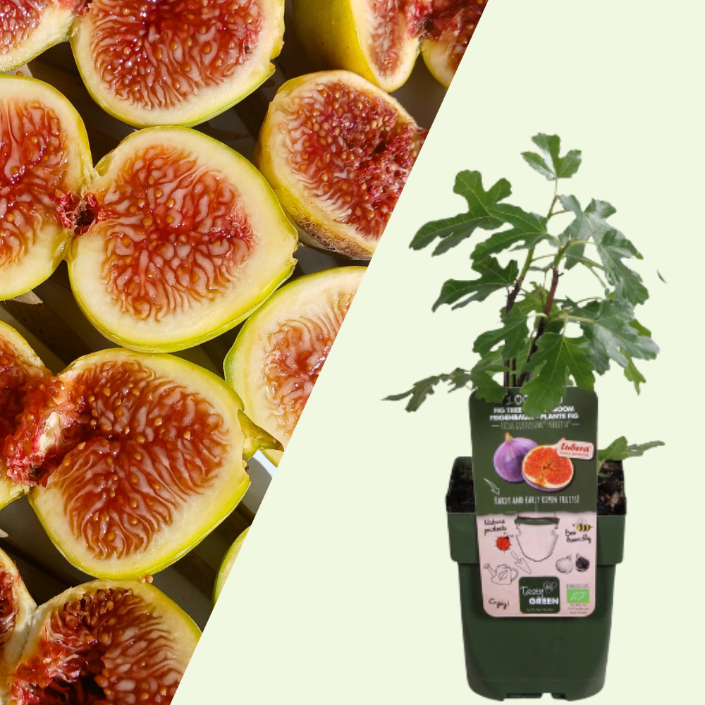 3 Fig Tree Plants | 100% Organic Fruit Plants | Hardy Fig Trees