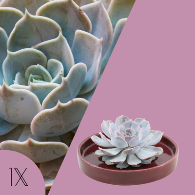 Echte Succulent Lila in rode keramiek schaal - Ø12-14 cm ↕5 cm - 1x Echeveria Lilacina - vetplant