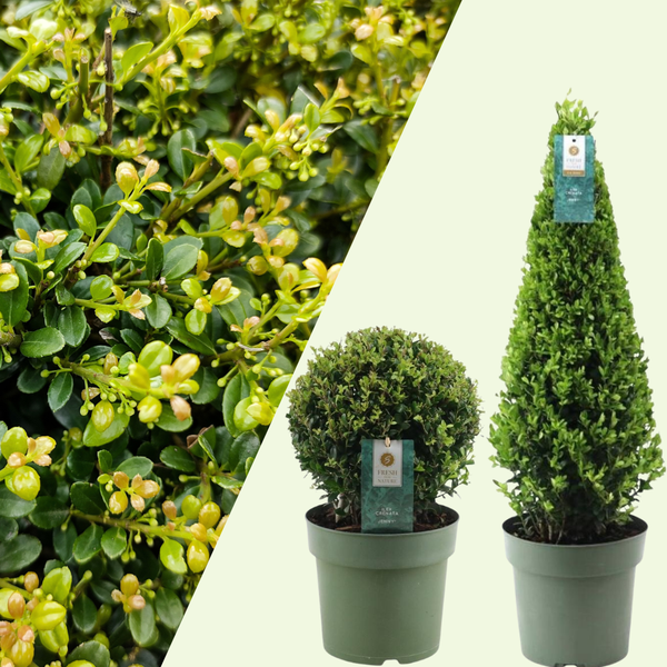 2 Hulstplanten Bolvorm ‘Ilex crenata Jenny’ Ø20 cm