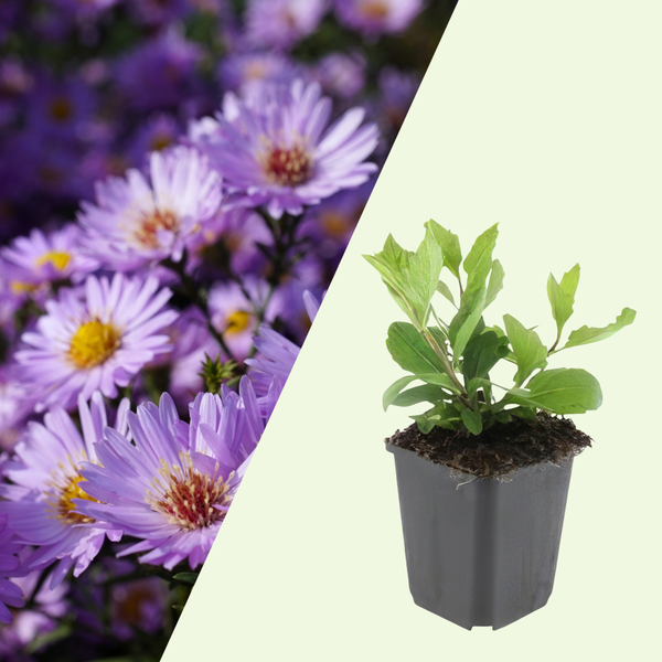 Aster ageratoides 'Asran' (Herfstaster) set van 3, winterharde bodembedekker