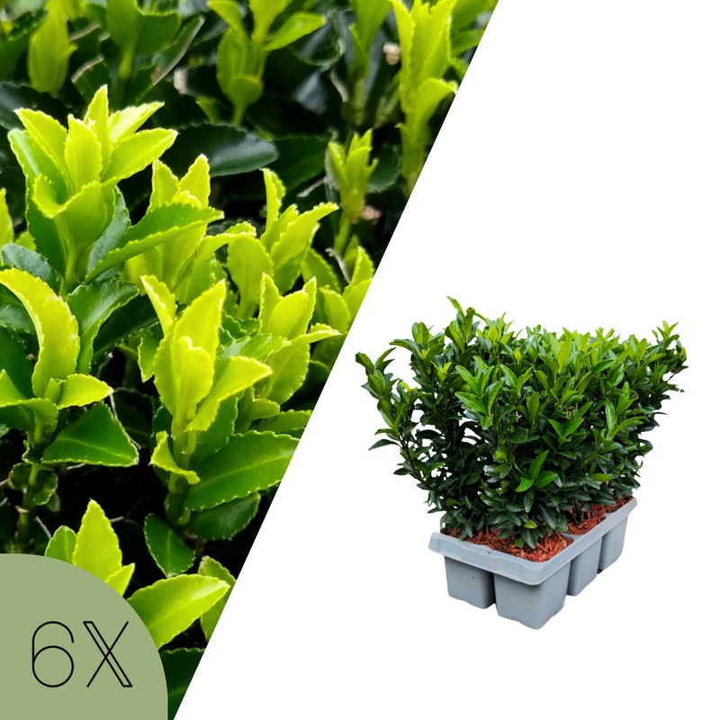 Set van 6 Euonymus Japonica Green Spire