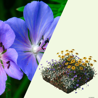 NatureNest Border Package Rosie