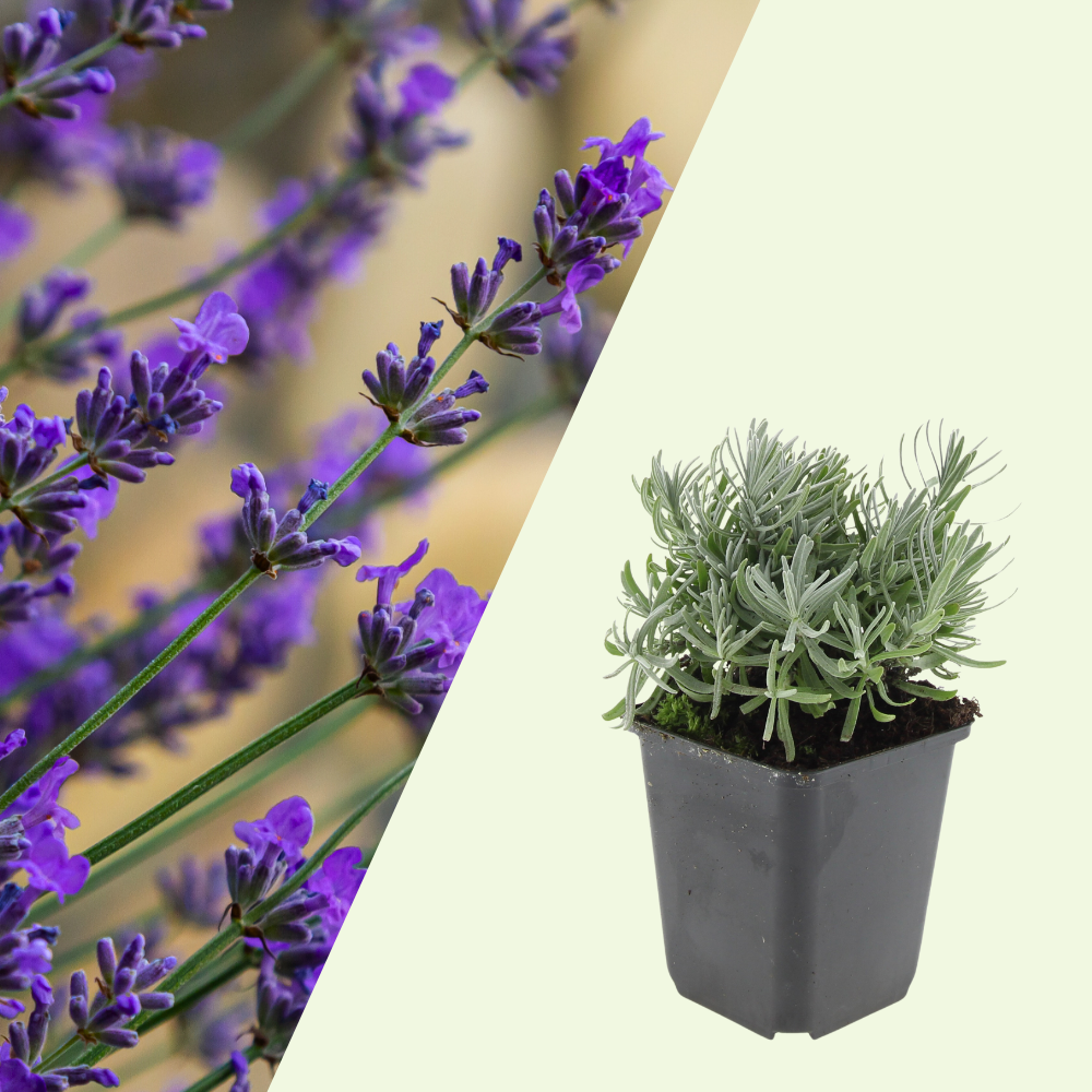 3 Lavendelplanten ‘Lavandula angustifolia Hidcote’ Ø9 cm ↕15 cm