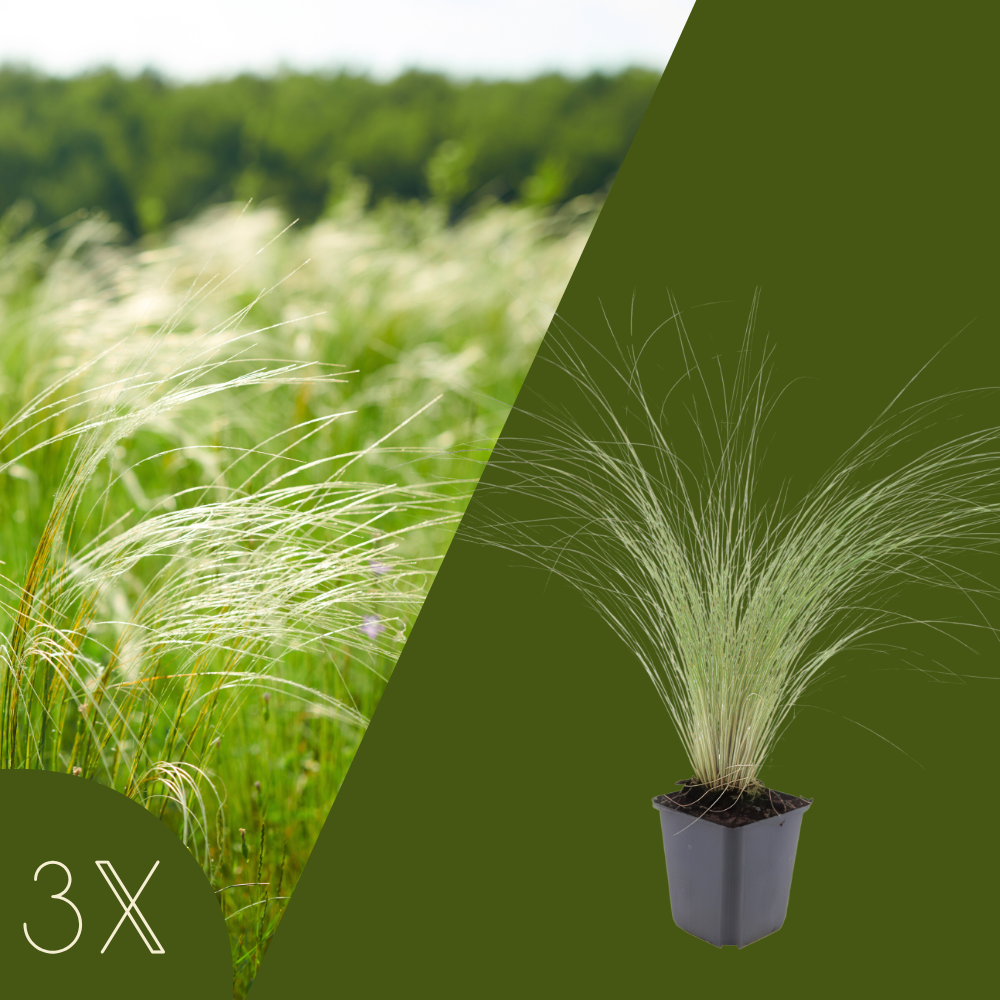 3 Federgras planten | Stipa tenuissima 'Ponytails' | Tuinplanten | Planten