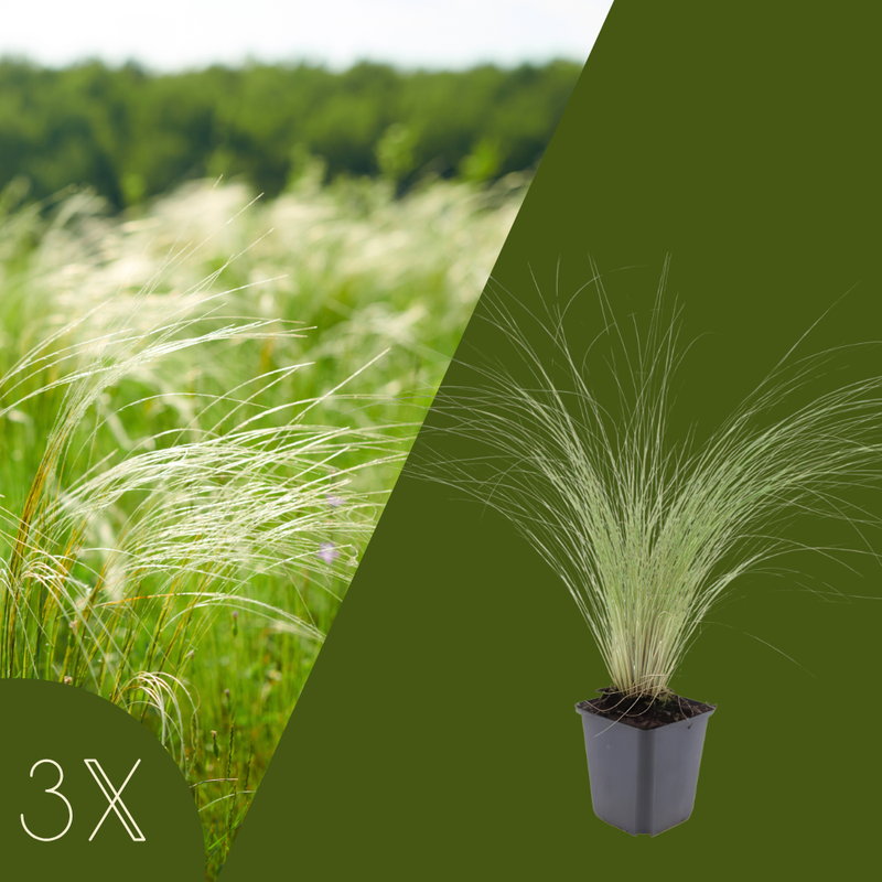 3 Federgras planten | Stipa tenuissima 'Ponytails' | Tuinplanten | Planten