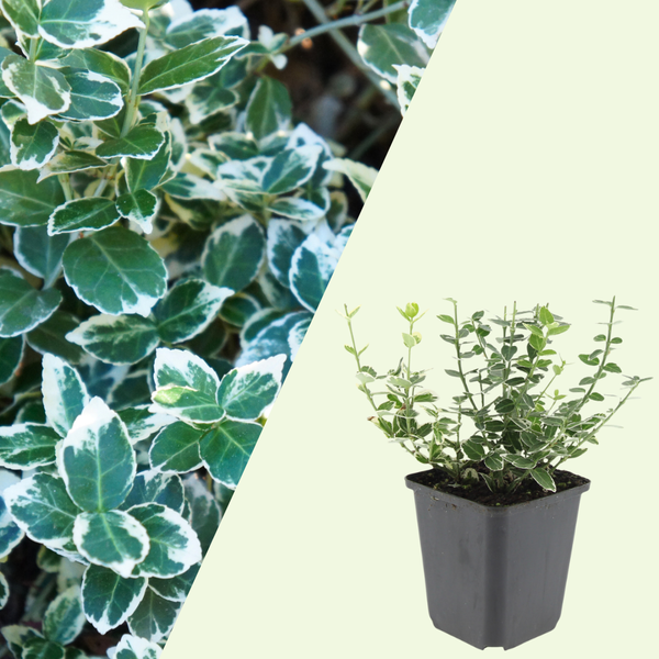 3 Kardinaalsmuts Planten ‘wit of geel’ Ø9 cm ↕15 cm