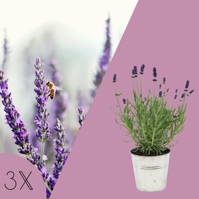 Set van 3 echte lavendelplanten in sierpot 'Deluxe' | 3 x Ø12 cm - ↕25 cm