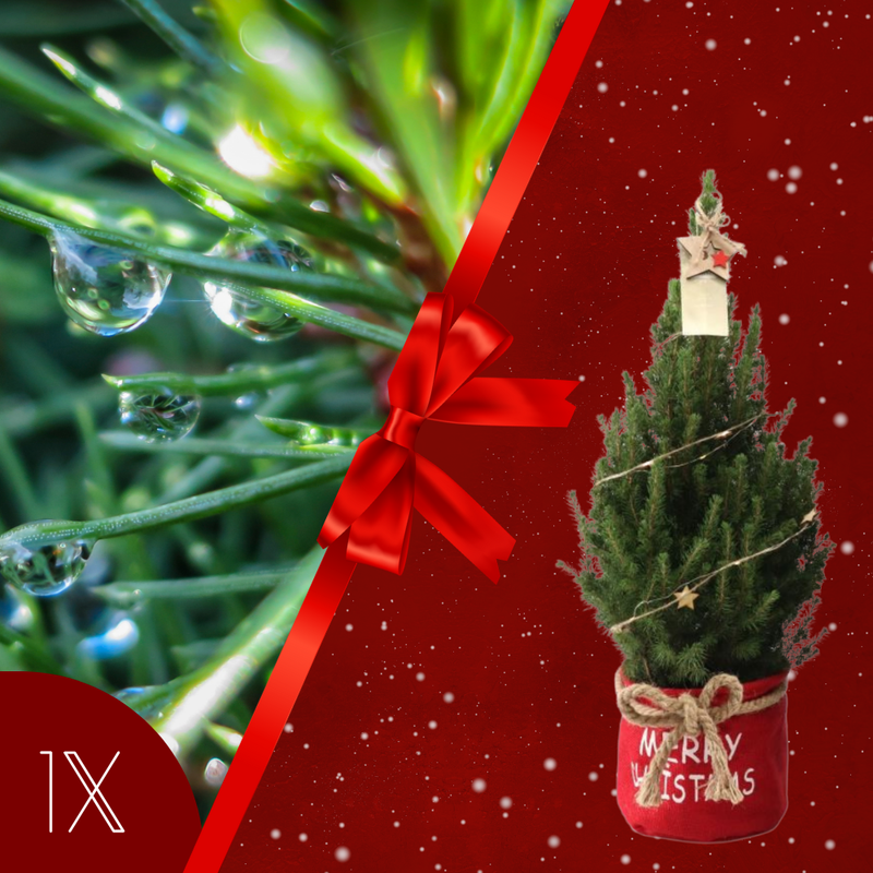 Kerstboom met verlichting 'Starlight' in Xmas Bag rood | 19 cm Ø | 60 cm ↕