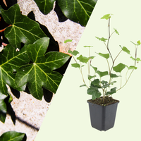 3 Atlantische Klimopplanten ‘Hedera hibernica’ Ø9 cm ↕15 cm
