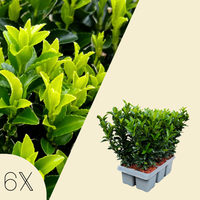 Euonymus Japonicus 'Green Spire' (Buxus Vervanger)