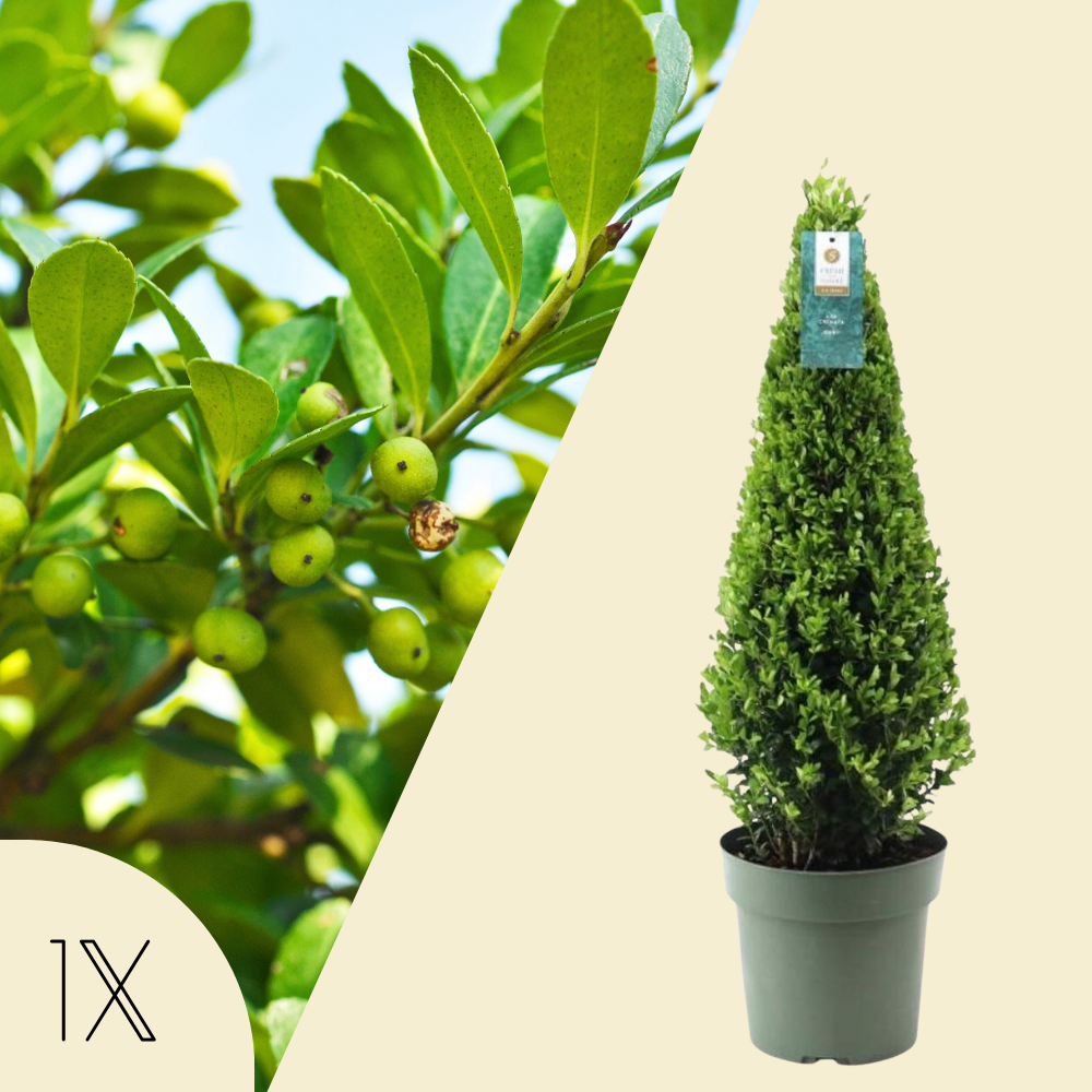 Ilex Crenata 'Jenny'