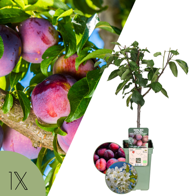 Prunus Domestica (Pruimenboom)