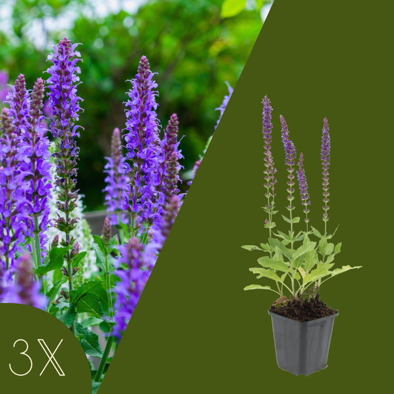 3 Salie planten | Salvia nemorosa 'Ostfriesland' | Tuinplanten | Planten