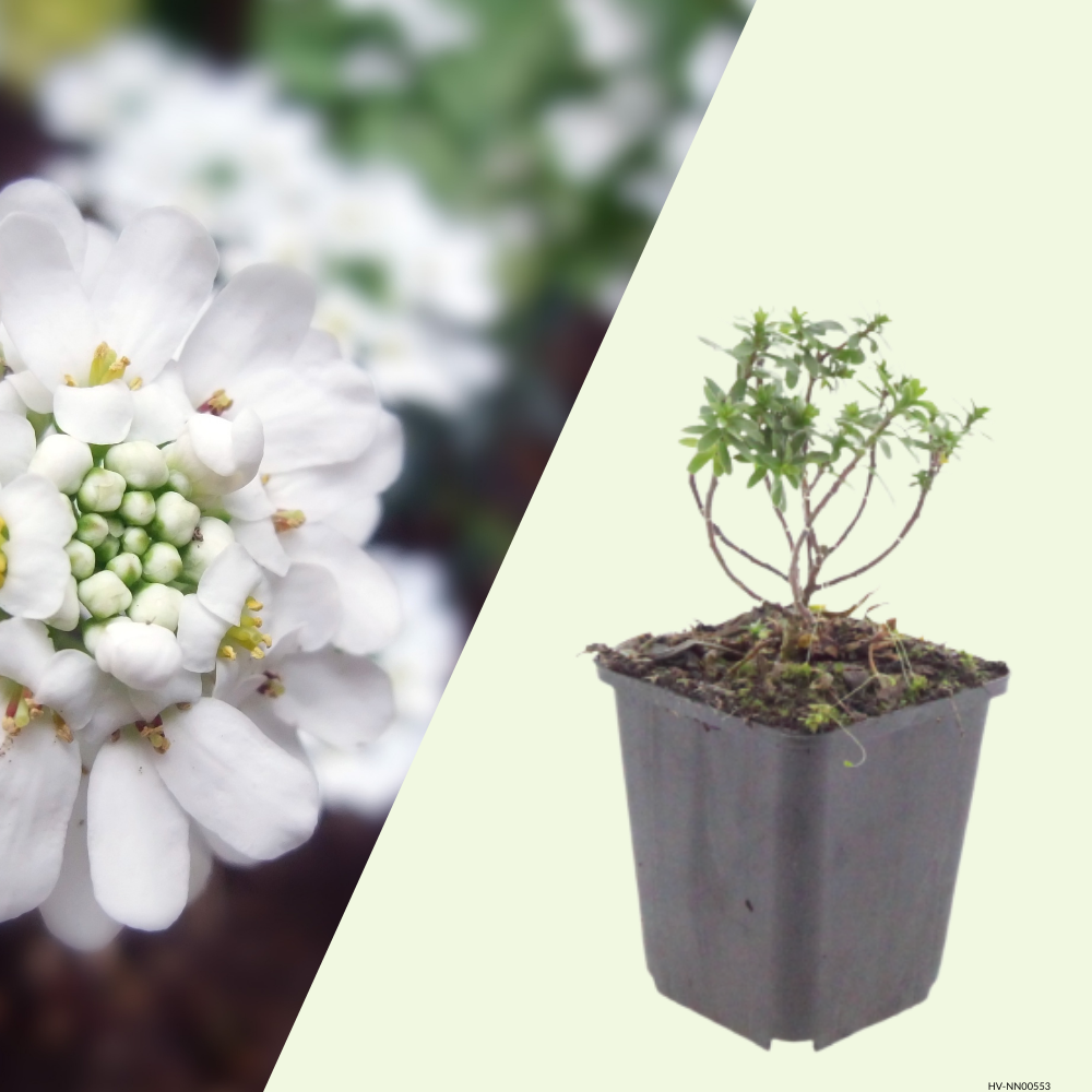 3 Scheefbloem ‘Iberis sempervirens Schneeflocke’ Ø9 cm ↕15 cm