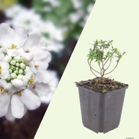 3 Scheefbloem ‘Iberis sempervirens Schneeflocke’ Ø9 cm ↕15 cm