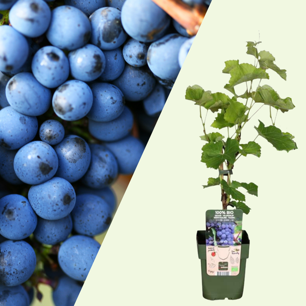 Vitis Vinifera (Druif) - Set van 3