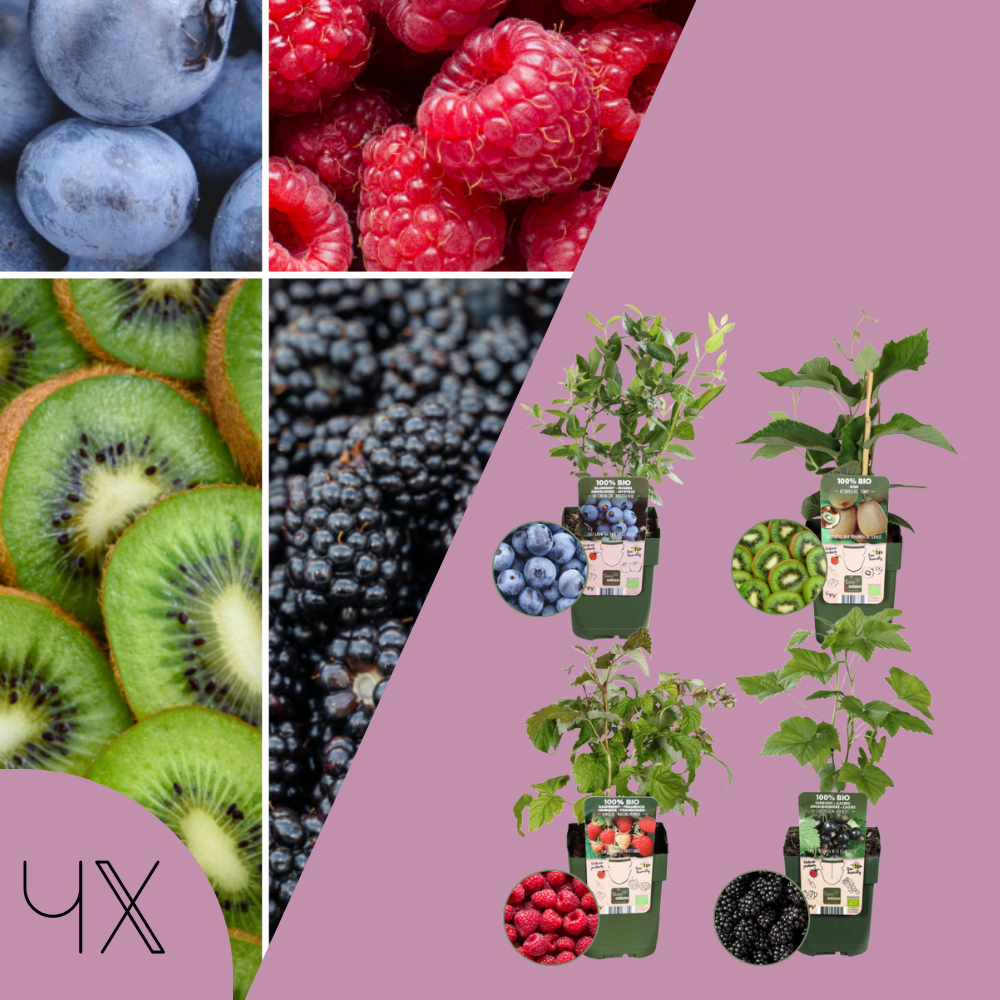 "Zomervruchten" BIO Fruitplanten mix set van 4 verschillende soorten | 100% Biologisch gekweekt