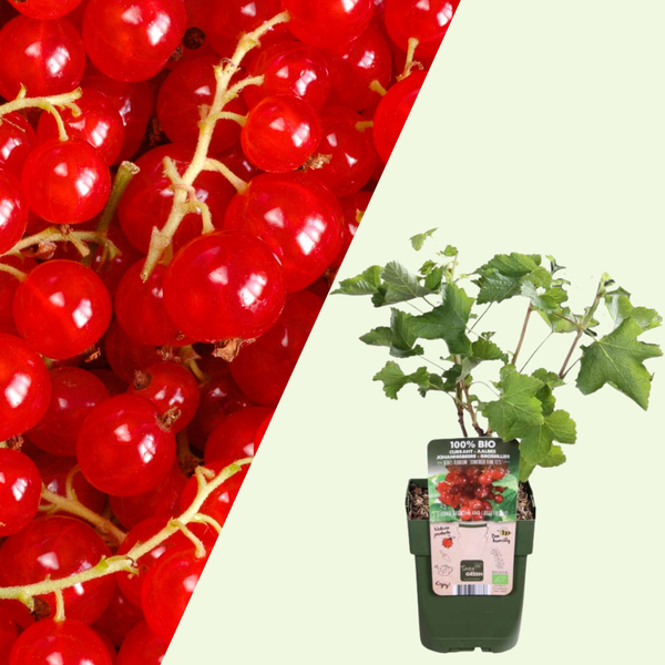 Ribes Uva-Crispa (Kruisbes) - Set van 3