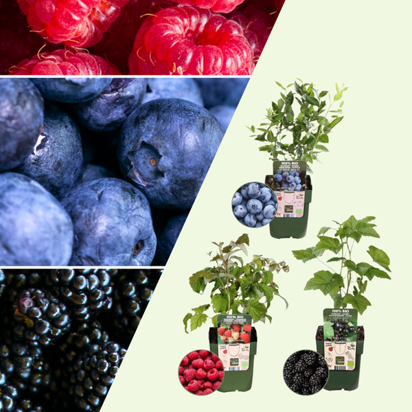 Bio Fruitplanten Mix (Vruchten Feestje) - Set van 3