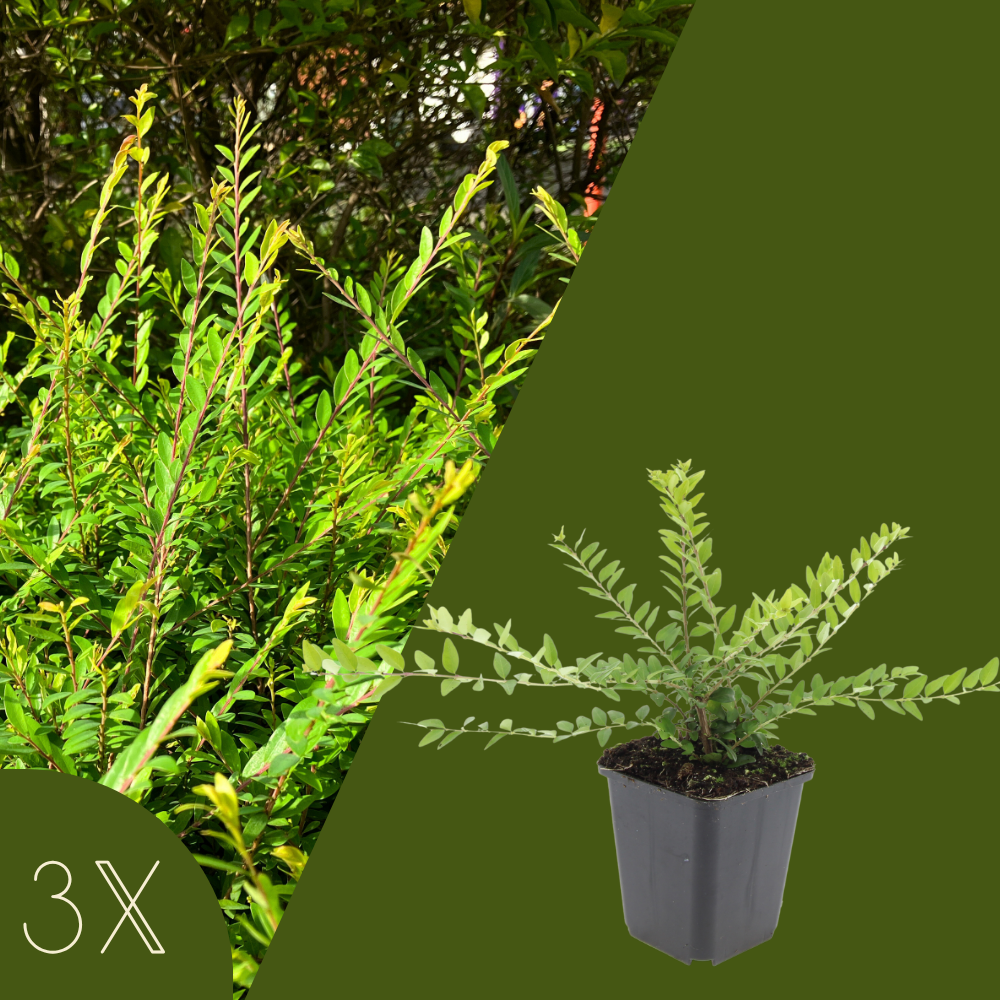 3 Struikkamperfoelie planten | Lonicera nitida 'Maigrün' | Tuinplanten | Planten