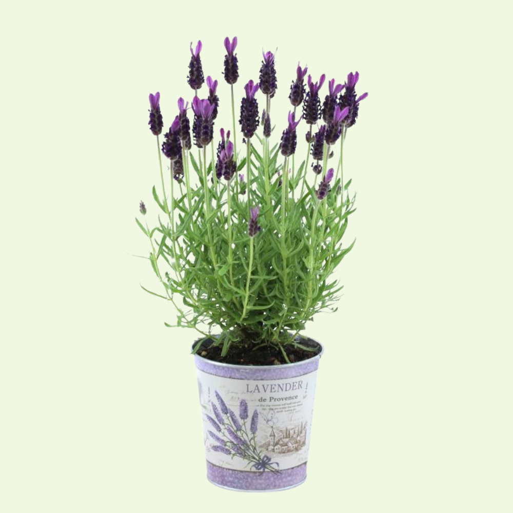Set of 6 French lavender plants | 6 x Ø12 cm ↕25 cm | Lavandula stoechas Anouk