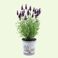 Set of 6 French lavender plants | 6 x Ø12 cm ↕25 cm | Lavandula stoechas Anouk