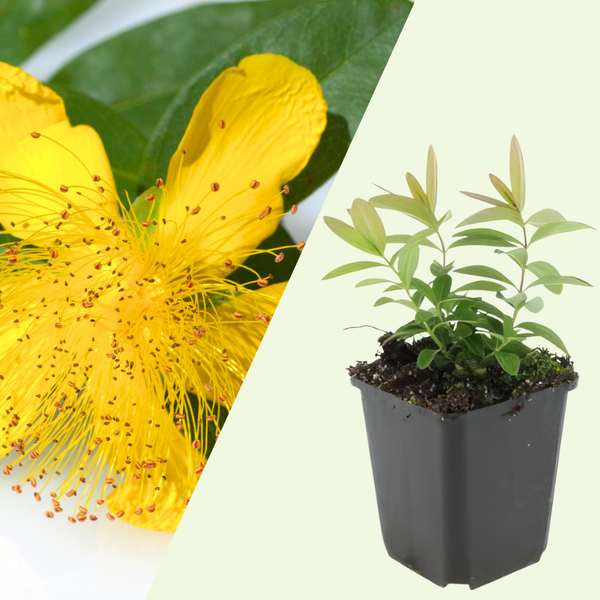 Hypericum Calycinum (Sint-Janskruid) bloeiende bodembedekker