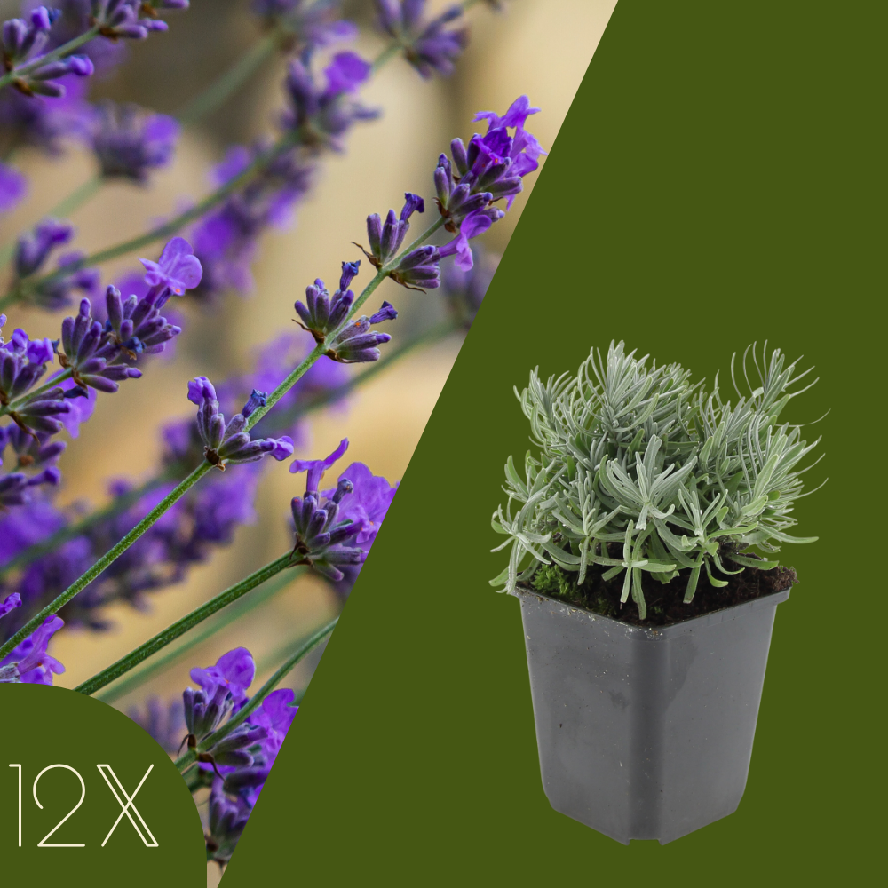 12 Lavendelplanten | Lavandula angustifolia 'Hidcote' | Tuinplanten | Planten