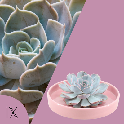 Echte Succulent Lila in roze keramiek schaal - Ø12-14 cm ↕5 cm - 1x Echeveria Lilacina - kamerplant