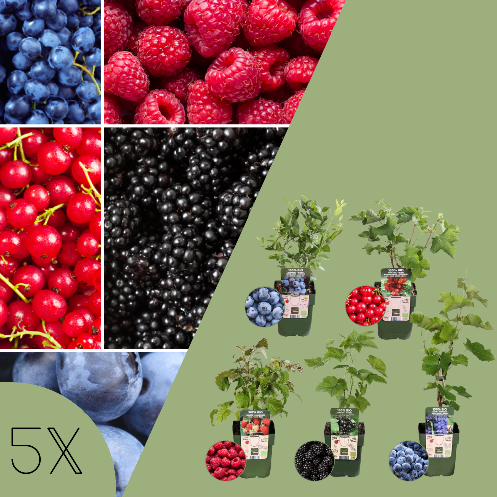 Bio Fruitplanten Mix 'Vruchten Oase' (5 stuks)