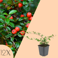 Cotoneaster Dammeri (Dwergmispel)