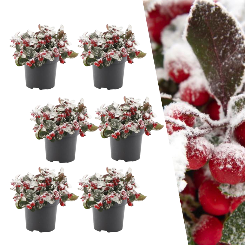 Gaultheria Big Berry nevado - conjunto de 6 peças