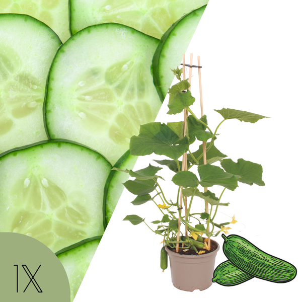 1 Snackkomkommer plant Ø14 cm ↕40 cm