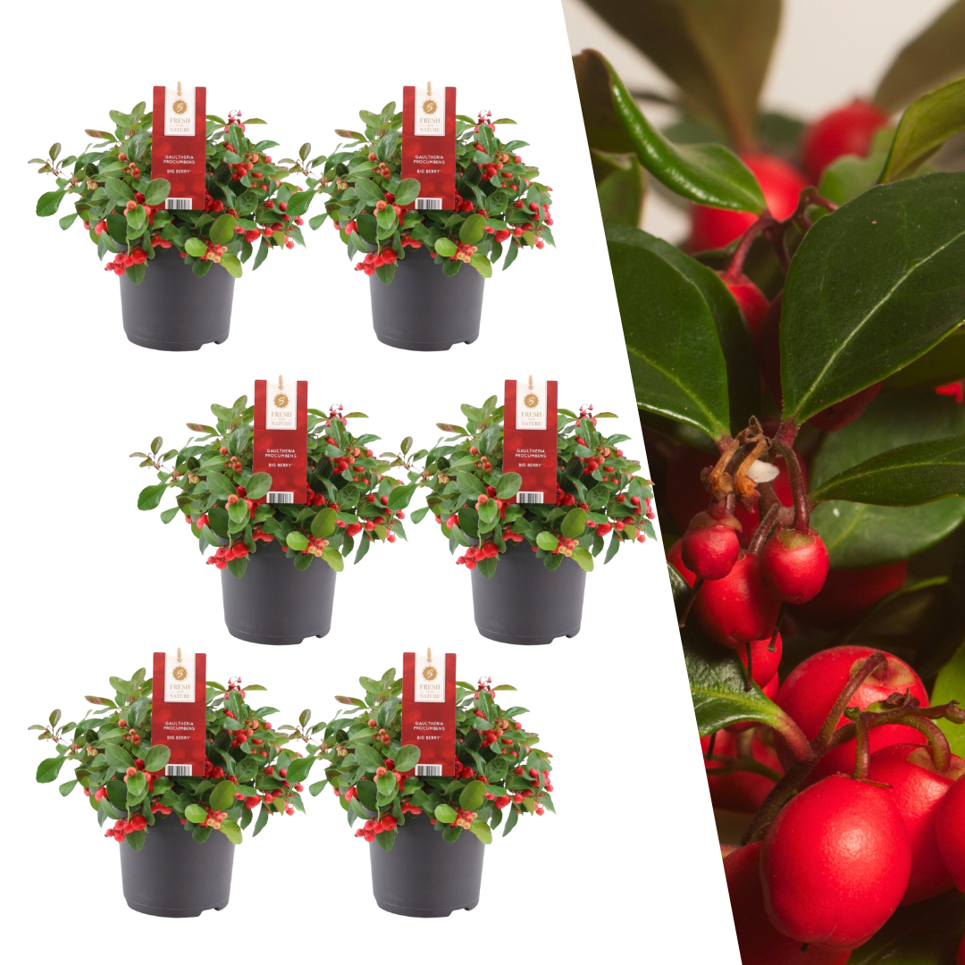 Gaultheria Big Berry - conjunto de 6 peças