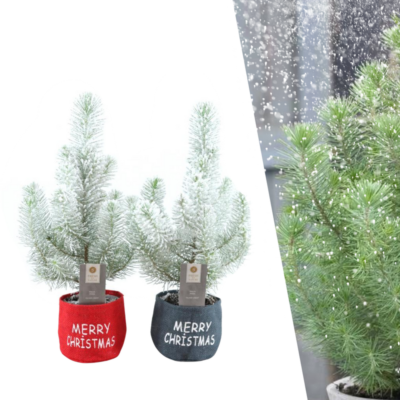 Mini-Weihnachtsbaum-Mix im Weihnachtsbeutel schneebedeckt - Set mit 2 Stück