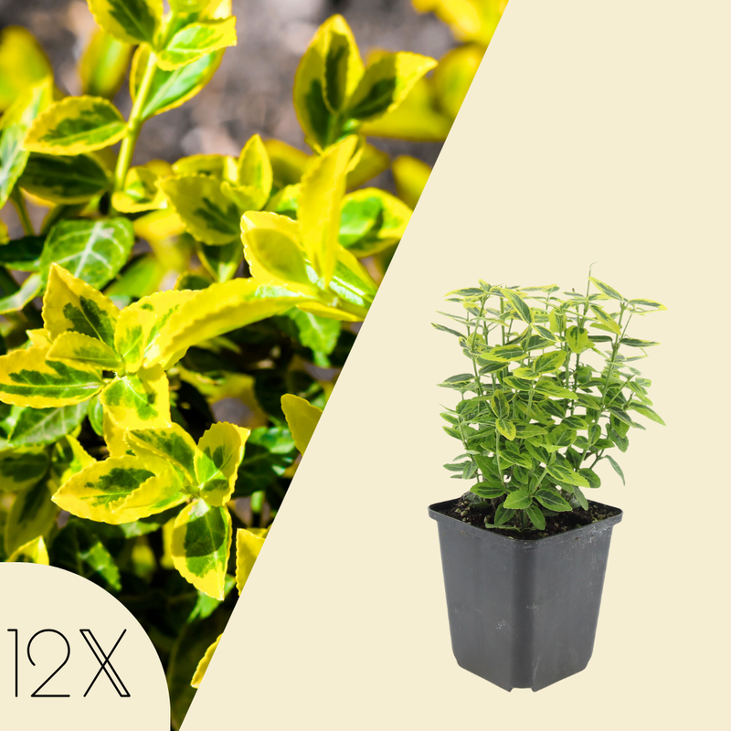 12 Gele Kardinaalsmuts Planten | Euonymus 'Emerald 'n Gold' | Tuinplanten