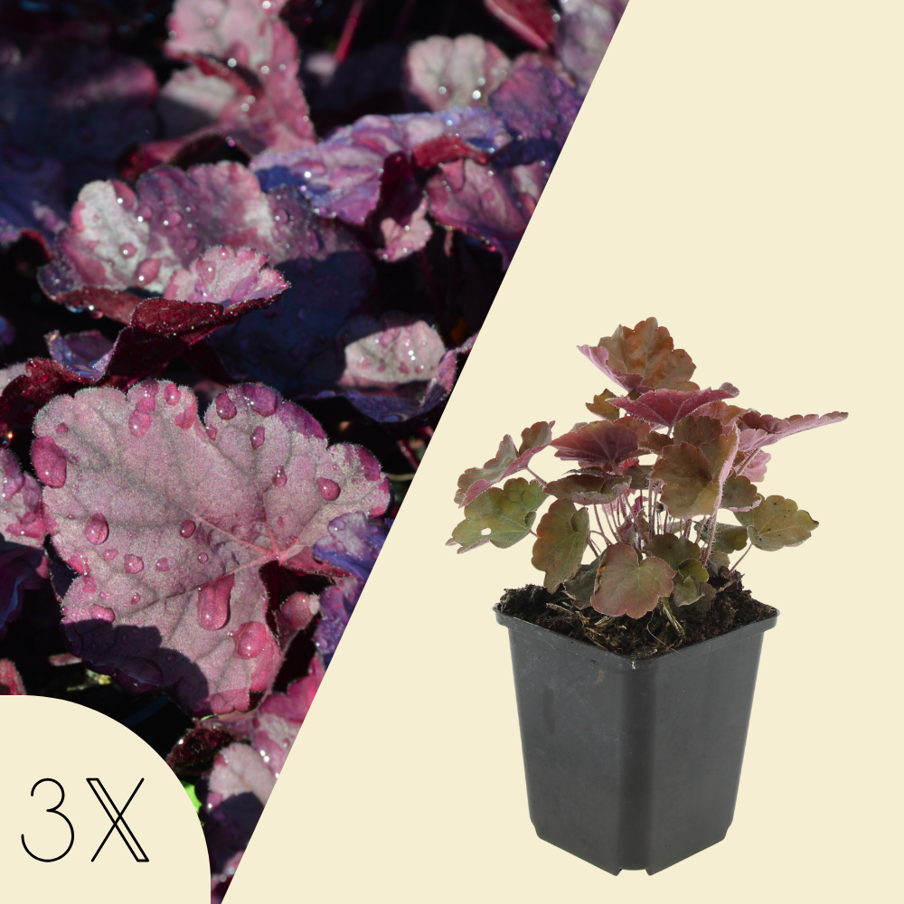 3 Purperklokjes Planten | Heuchera micrantha 'Palace Purple' | Tuinplanten