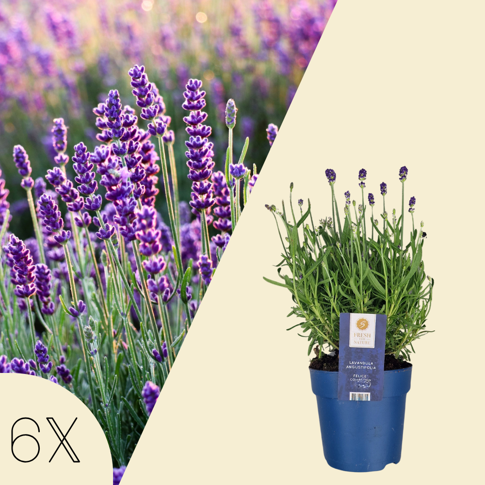 Set mit 6 winterharten Lavendelpflanzen | 6 x Ø 12 cm ↕ 30 cm | Lavandula ang. Felice
