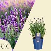Set mit 6 winterharten Lavendelpflanzen | 6 x Ø 12 cm ↕ 30 cm | Lavandula ang. Felice