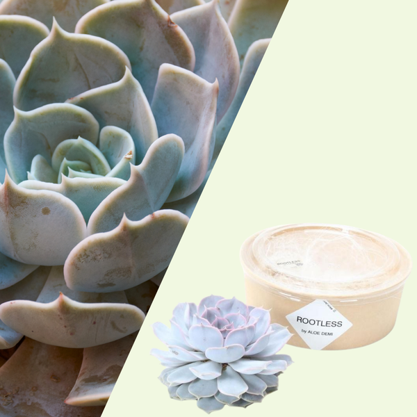 1 Succulent ‘Echeveria Lilacina’ Ø12–14 cm ↕5 cm