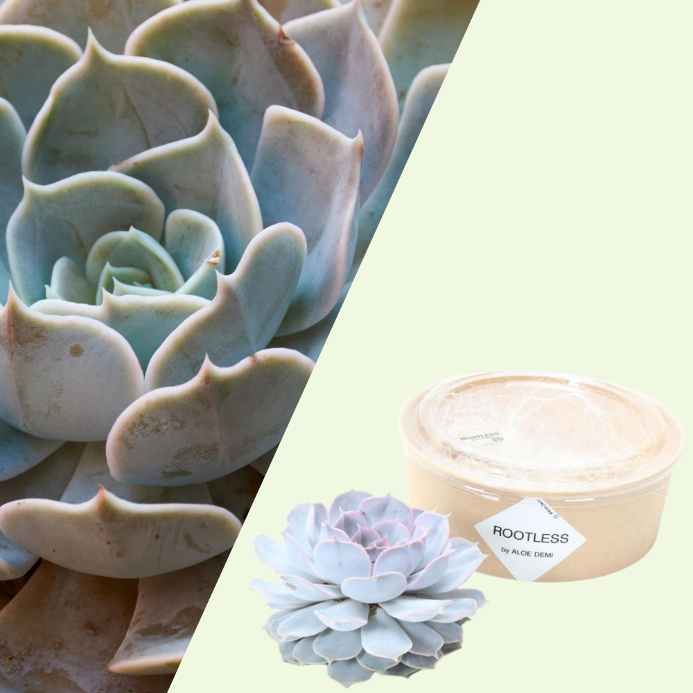 1 Succulent ‘Echeveria Lilacina’ Ø12–14 cm ↕5 cm