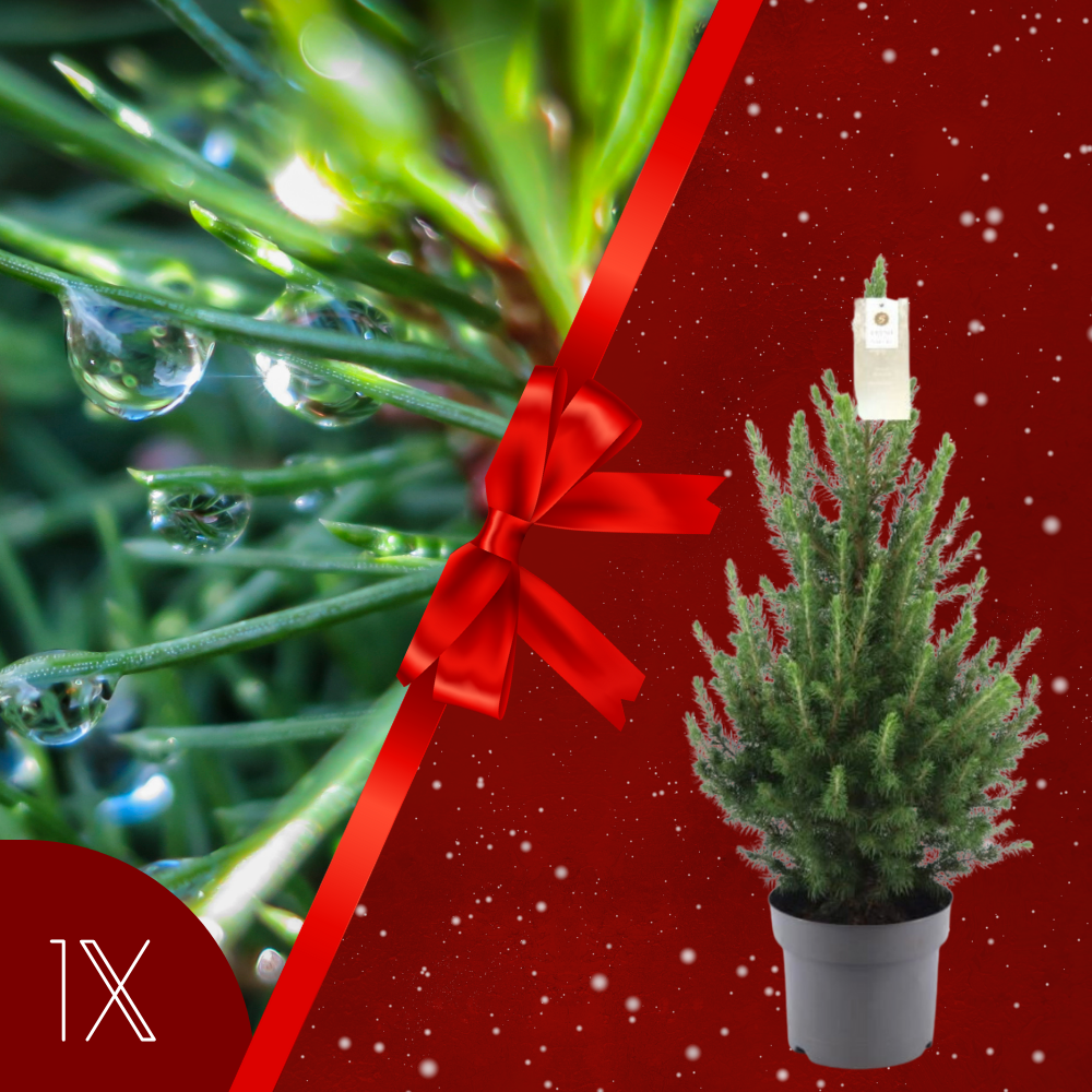 Kerstboom | 1x Picea Conica 'December' | 19 cm Ø | 60 cm ↕